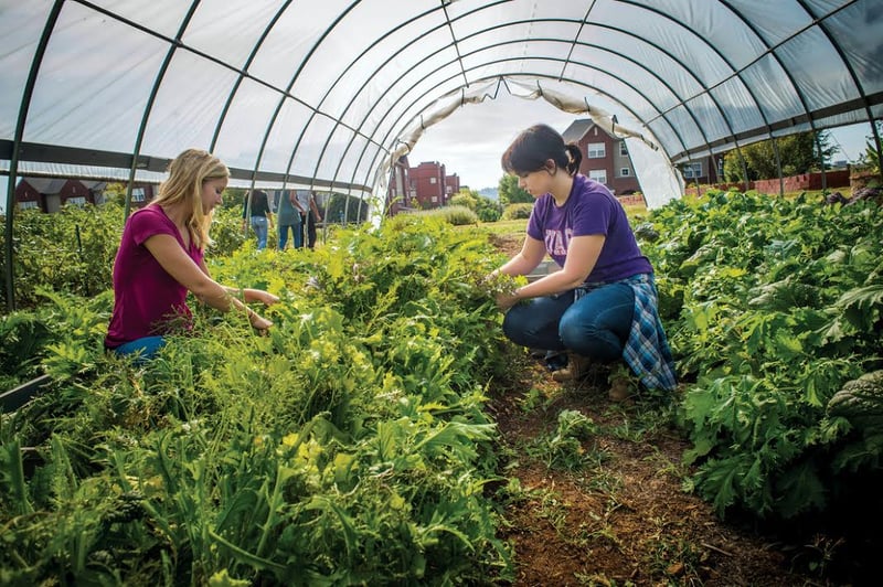 College or University students volunteering at a local community garden helping with food security in their community