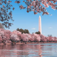Pink flowering trees overlooking a pond with the Washington Monument in the background