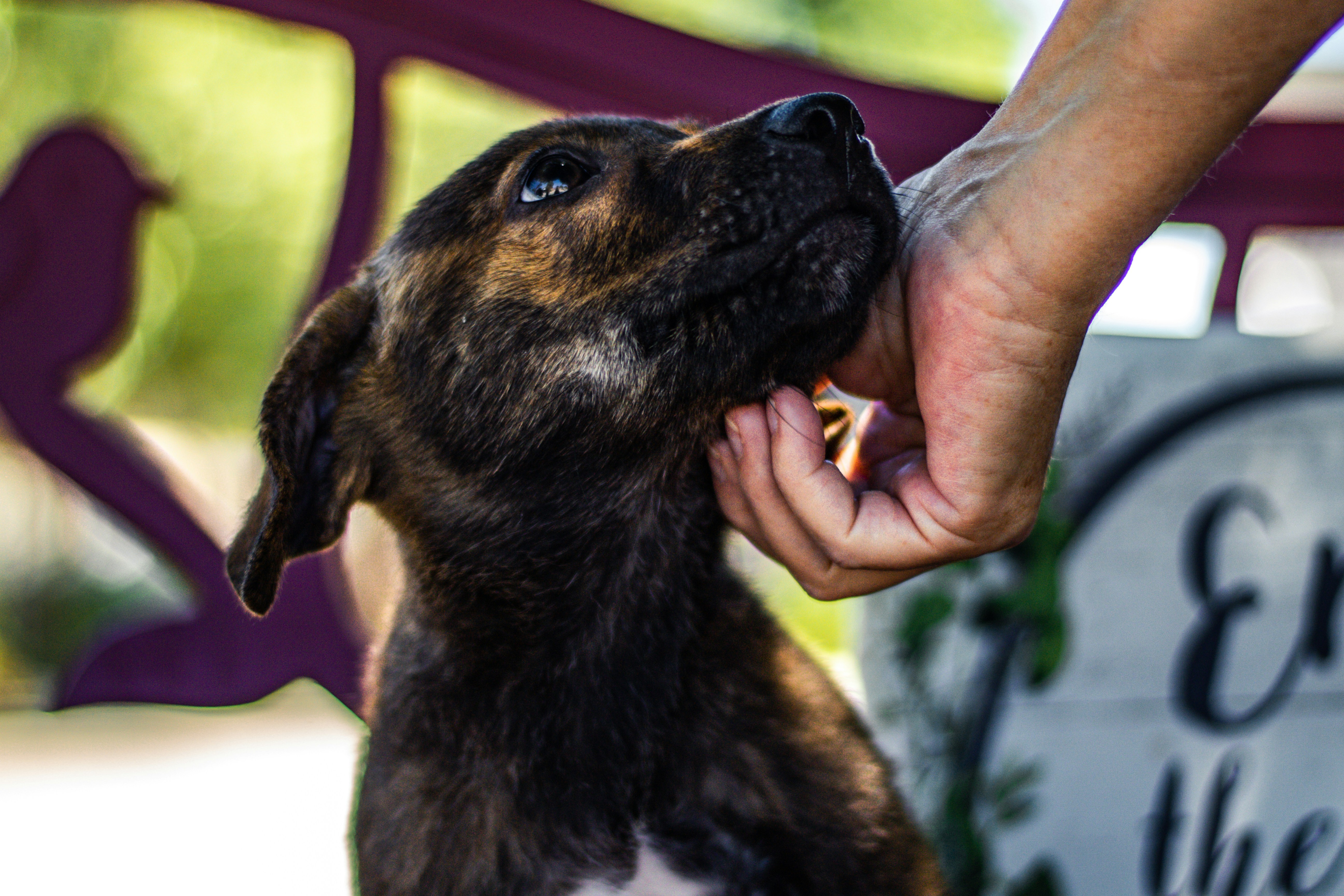 Animal shelter volunteer spending time with a dog in their care. 